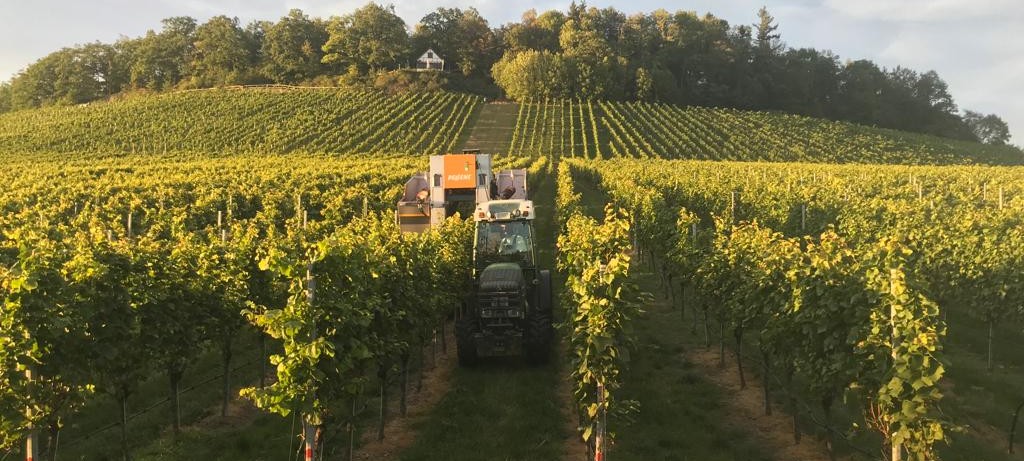 Traktor mit angehängter Lesemaschine während der Traubenernte.